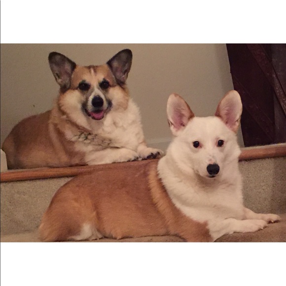 Meet your Posher, Sudie - Picture 2 of 2